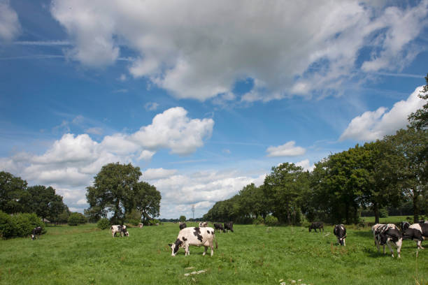 istock Dairy cows grazing in fresh grass in Dutch meadows. 2197382118