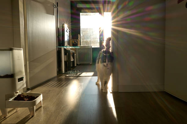 Grey and white cat walking in a sunlit modern apartment with automatic pet feeder