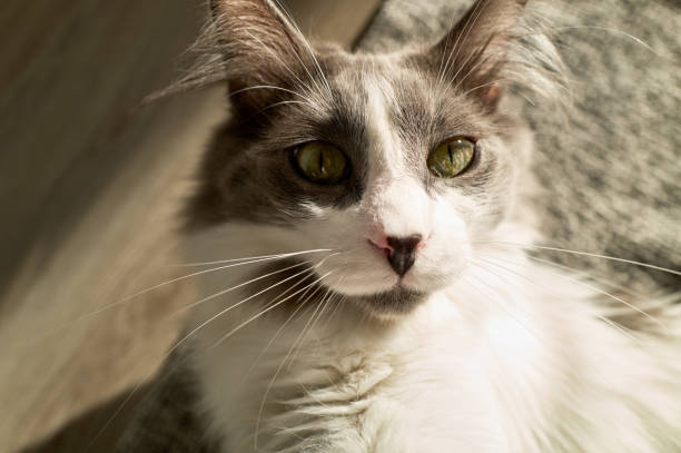 istock Grey and white cat looking up with green eyes and long whiskers 2197383251