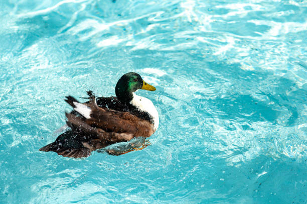Mallard creates water drops around itself as it swims in blue waters