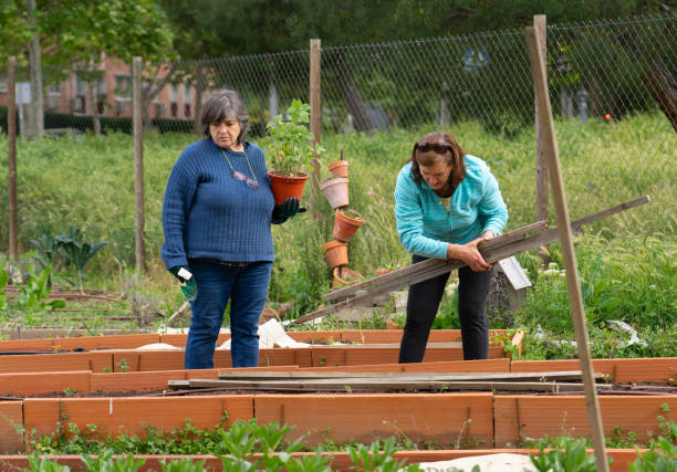 istock Two senior women working in a community garden 2197386463
