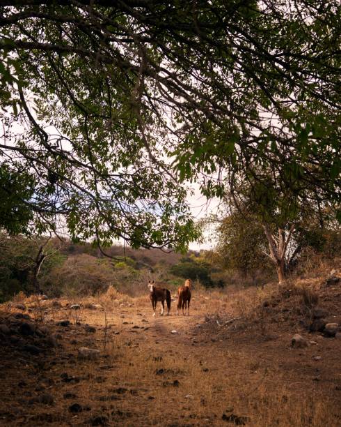 istock Two horses stand on a dirt path under a canopy of trees in a serene, rustic landscape. 2197386494