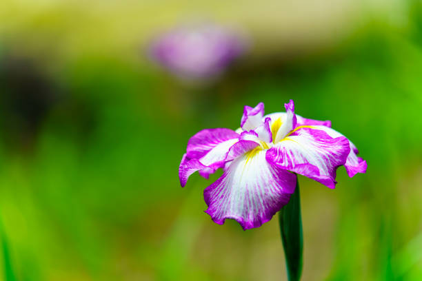 Iris is widely used as a common name for all iris species, which are composed of close to 300 species of flowering plants.As well as being the scientific name, iris is also widely used as a common name for all Iris species.