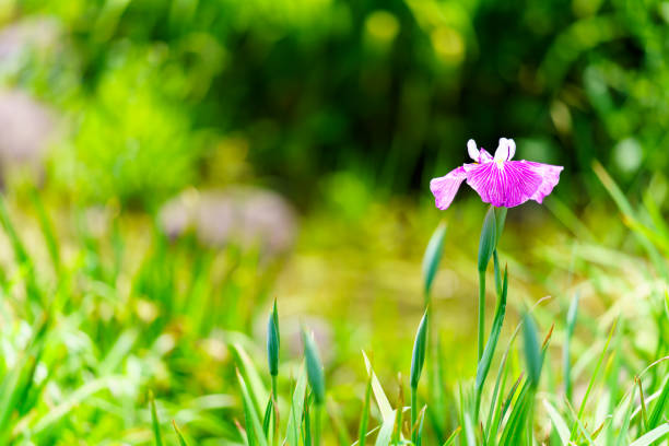 Japanese iris flowers on green background