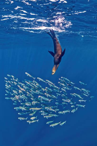 Sealion and sardines in Bahia Magdalena (Mexico)