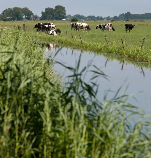 istock Dairy cows grazing in fresh grass in Dutch meadows. . 2197392378