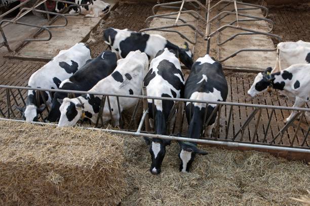 istock Cows at feeding gate in modern Dutch dairy farm 2197394575