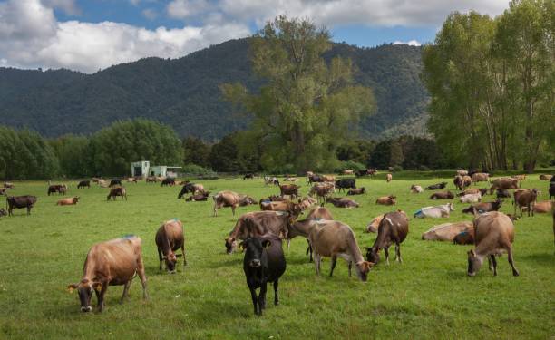 istock Cows. Cattle breeding. Farming New Zealand. Herd 2197394774