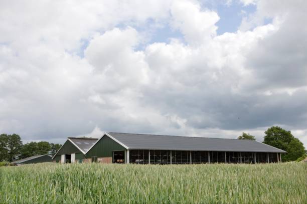 istock Modern new built cattle barn at Dairy farm in Dutch landscape. 2197395101