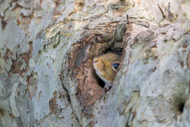 istock Curious Squirrel Peering Out of a Tree Trunk Cavity in Nature 2197397612