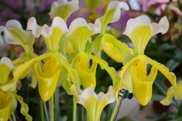 Spring flowers beautiful pot decorate in blossom show, stock photo