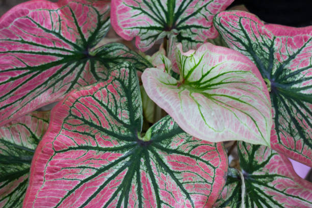 istock Spring flowers beautiful pot decorate in blossom show 2197398212