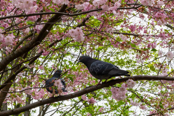 Two pigeons on branch amidst vivid sakura blossoms. Delicate flowers sakura create tranquil and natural atmosphere. Sakura blossoms and birds pigeons exemplify spring beauty and peacefulness