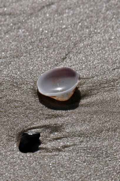 istock Seashell on the beach. Sea shell on the sand. 2197401948