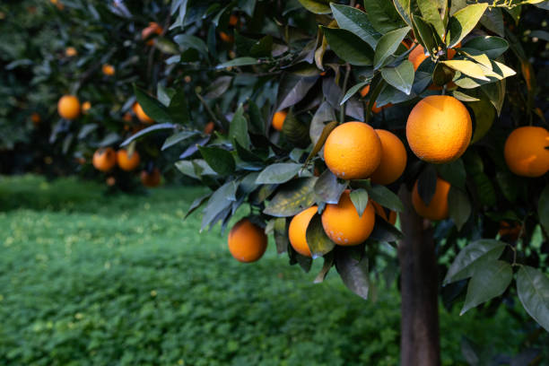 istock Ripe, delicious orange fruit on a branch in an orange grove. 2197402422