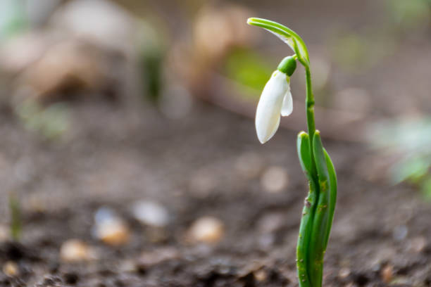 Galanthus flower in a public park