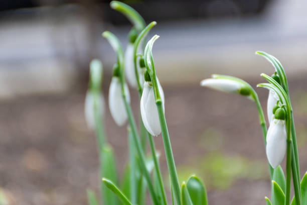 Galanthus flower in a public park