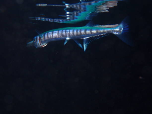 istock reunion island fishes 2197404383