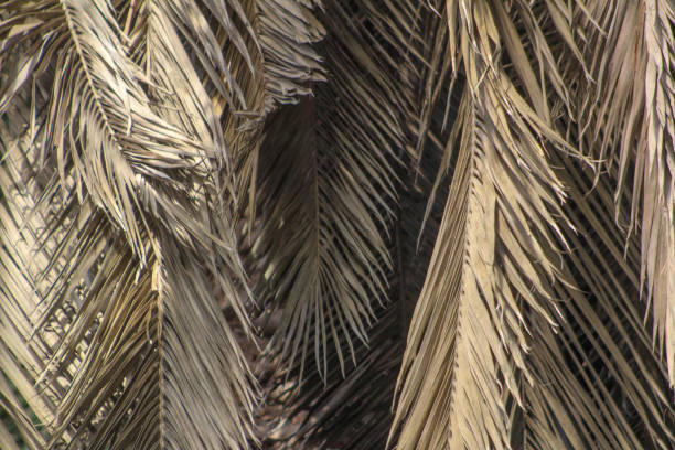 Palm leaf background. Foliage pattern. Dry leaves. Beige neutral natural color. Dried plant