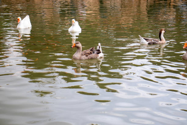 istock Tranquil Scene of Three Ducks Swimming in a Serene Pond 2197405007