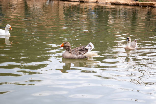 istock Tranquil Scene of Three Ducks Swimming in a Serene Pond 2197405011