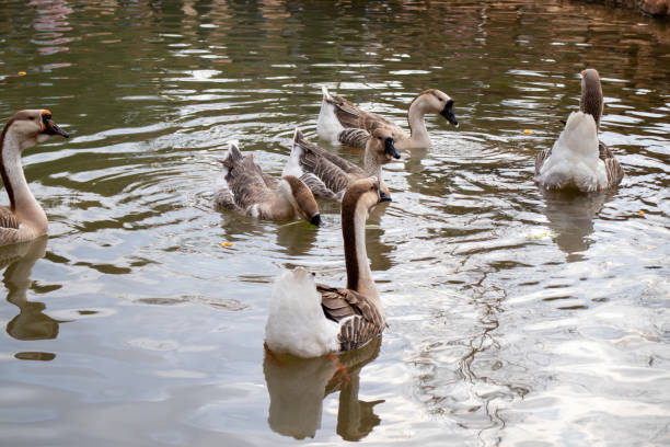 istock Group of Ducks and Geese on a Rock by a Peaceful Pond 2197405013