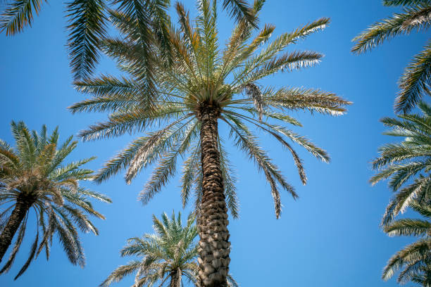 istock Green Dates Palm Tree (Phoenix dactylifera L) with blue sky background. Natural wallpaper 2197405840