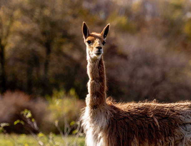 istock Portrait Of A Vicuna Is Captivating 2197406135