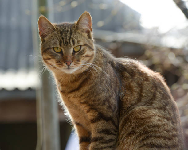 istock portrait of a cat in nature 2197408386