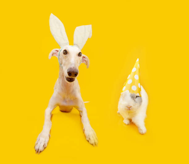 istock Happy easter pets. spanish greyhound dog wearing bunny rabbit ears and rabbit. Isolated on yellow backgorund 2197410234