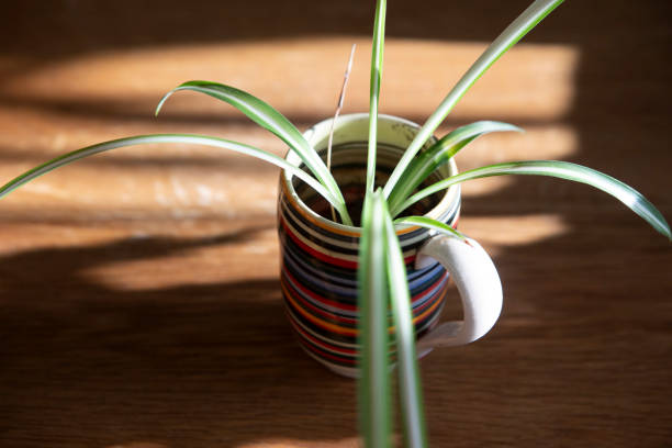 Old woven dry grass flower pot in the shape of a cup with a plate. An unusual handmade pot.