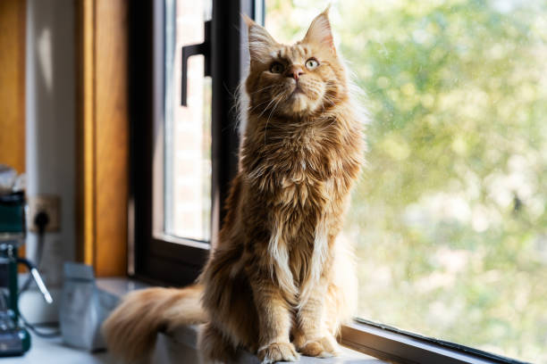 istock Beautiful ginger maine coon cat sitting on the windowsill 2197415283