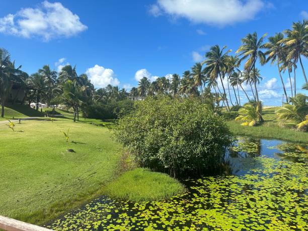 istock Lawn with a lake surrounded by coconut trees 2197415531