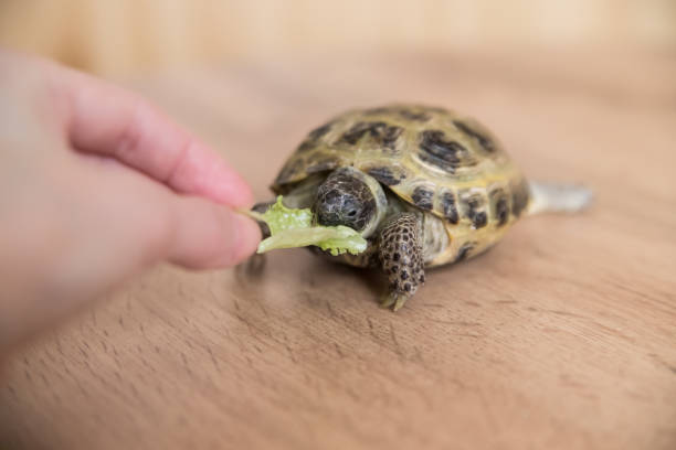 istock A pet turtle eats a green lettuce leaf on a wooden surface 2197415898