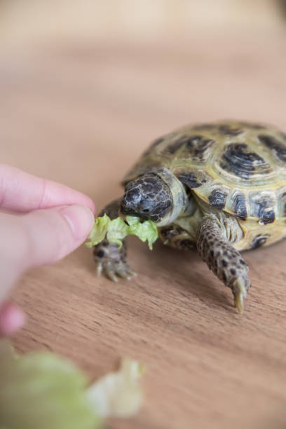 istock A pet turtle eats a green lettuce leaf on a wooden surface 2197415968