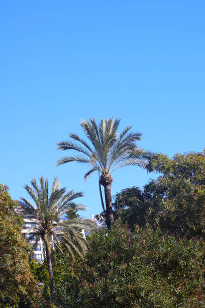 Palm tree gazing up at the clear blue sky