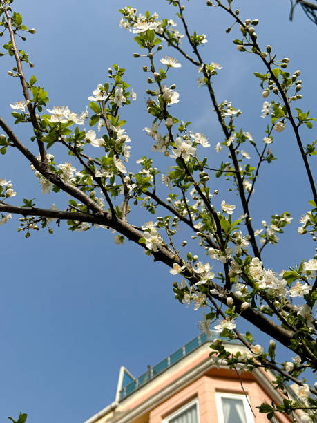 Elegant white blossoms on tree branches against a vibrant blue sky and a pastel-colored building. Perfect for seasonal, spring, and urban nature themes