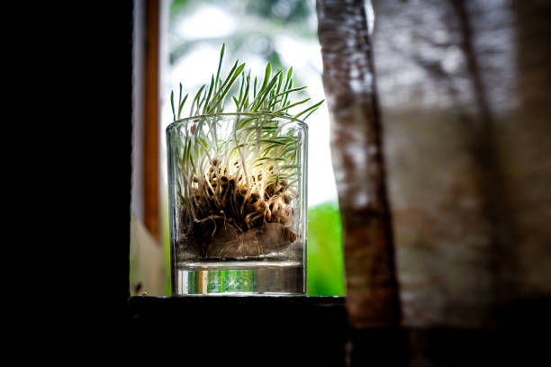 A small transparent glass filled with sprouting seeds sits on a windowsill, with a vibrant green natural landscape in the background. Soft natural light highlights the delicate seedlings, creating a refreshing and hopeful atmosphere. This composition symbolizes growth, sustainability, and harmony with nature, making it perfect for illustrations related to agriculture, healthy living, and inspirational eco-friendly themes.