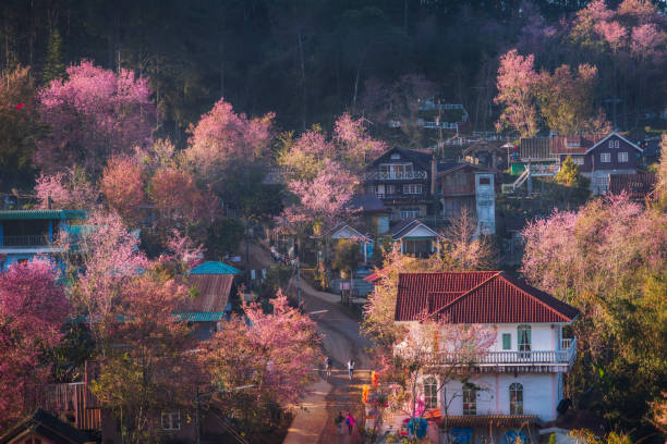 View point Ban Rong Kla village with Beautiful Wild Himalayan Cherry. pink blossom Sakura flower or Prunus Cerasoides full bloom in Ban Rong Kla Village  at Phu Lom Lo Mountain, Loei and Phitsanulok  Province Thailand.