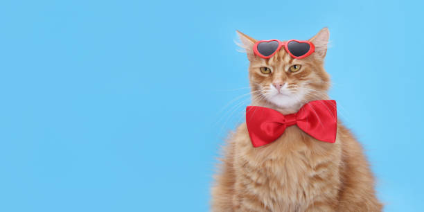 istock Fluffy ginger cat wearing heart-shaped sunglasses and a red bow tie on a blue background. Perfect for Valentine's Day, love themes, greeting cards, wallpapers, and romantic holiday designs. 2197419706