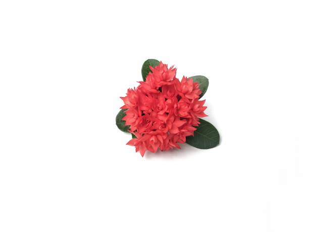istock Beautiful red asoca flowers isolated on white background 2197419968