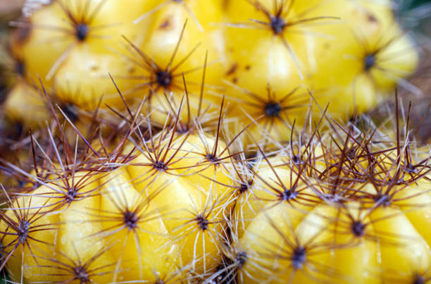 Macro of Cactus thorns on yellow cactus, close up