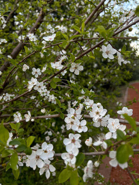 Branches adorned with delicate white flowers and fresh green leaves, showcasing spring's renewal. Ideal for nature, seasonal themes, or eco projects