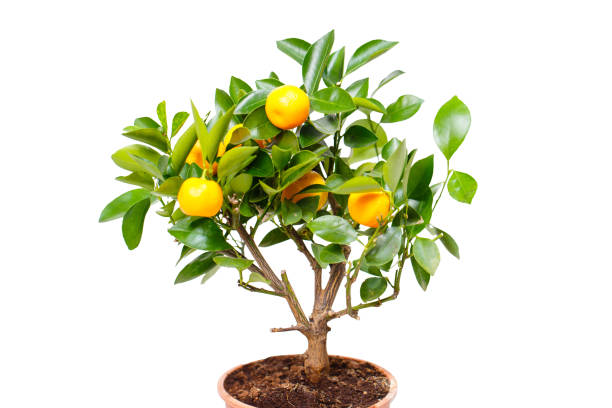 istock A potted citrus tree with vibrant fruits 2197422418