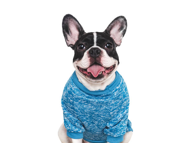 istock Cute puppy and stylish T-shirt. Studio shot 2197422849