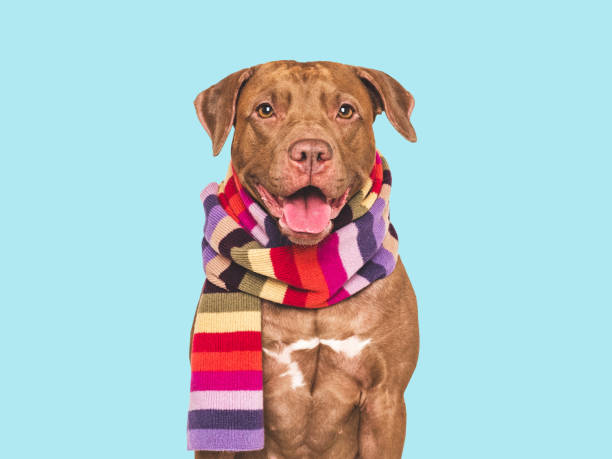 istock Cute dog and knitted winter scarf. Studio shot 2197422960