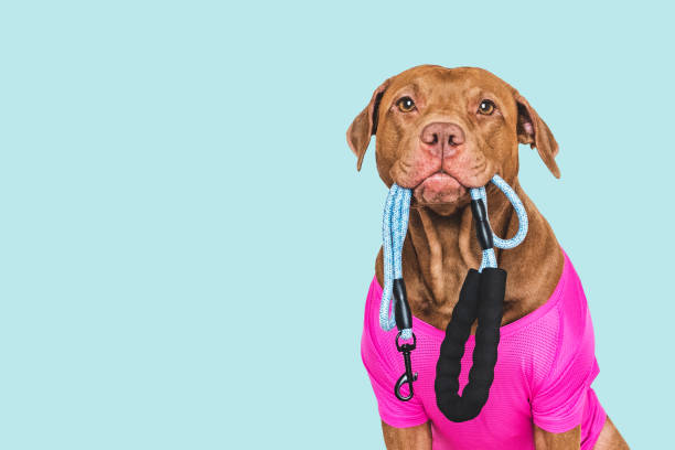 istock Cute dog and leash. Preparing for morning walk 2197422977
