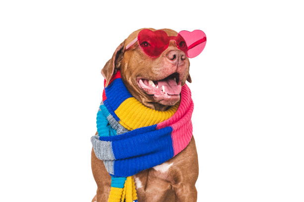 istock Cute dog and knitted winter scarf. Studio shot 2197423049