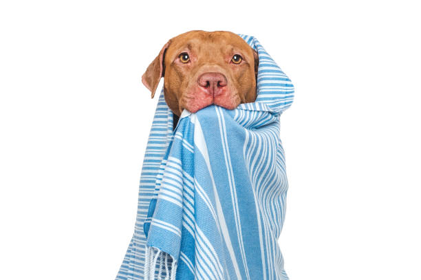 istock Cute dog and blue towel. Studio shot 2197423072