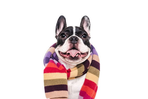 istock Cute puppy and knitted winter scarf. Studio shot 2197423098
